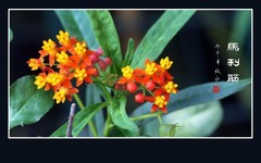 花团锦簇的马利筋花