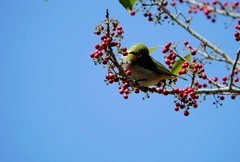 连拍…红果与绣眼