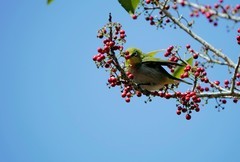 连拍…红果与绣眼