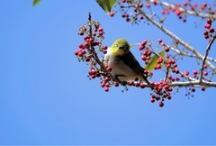 连拍…红果与绣眼