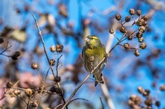 小黄雀（二十三）