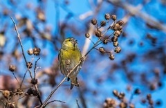 小黄雀（二十三）