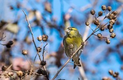 小黄雀（二十三）