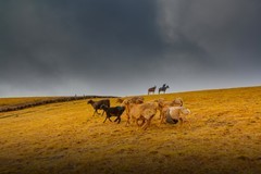 新疆喀拉峻草原 4