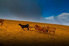 新疆喀拉峻草原 4