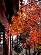 秋色*青山公园1——武汉随笔