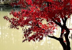 秋色*青山公园1——武汉随笔