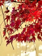 秋色*青山公园1——武汉随笔