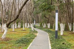 庐州印象（633）枯木逢春