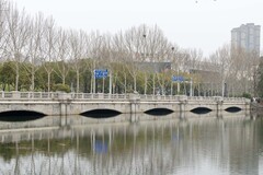 庐州印象（633）枯木逢春