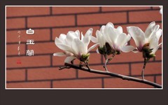 红墙外的白玉兰
