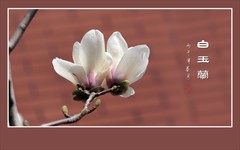 红墙外的白玉兰