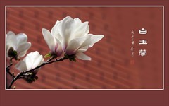 红墙外的白玉兰