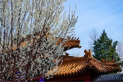 2026年第0212贴 - 天津桃花堤纪实拍（0323）