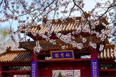 2026年第0212贴 - 天津桃花堤纪实拍（0323）