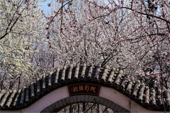 2026年第0212贴 - 天津桃花堤纪实拍（0323）