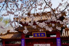 2026年第0213贴 - 天津桃花堤纪实拍（0323）