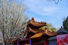 2026年第0213贴 - 天津桃花堤纪实拍（0323）