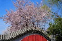 2026年第0213贴 - 天津桃花堤纪实拍（0323）