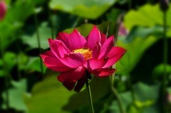 夏荷
