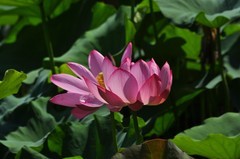 夏荷