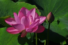 夏荷