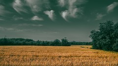 丰收在望–(续)—电影感