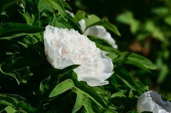 2026牡丹（5）