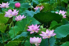 荷香 （广州  荔湾湖）