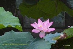 荷香 （广州  荔湾湖）