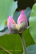 荷香 （广州  荔湾湖）