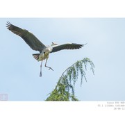 苍鹭
