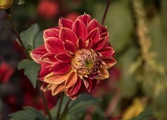 大丽花3