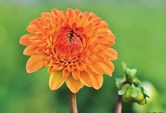 大丽花3