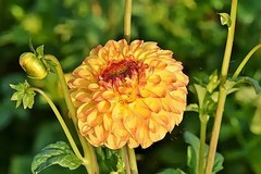 大丽花3