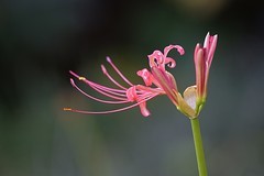 彼岸花（八）