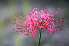 彼岸花（八）