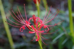 彼岸花（八）