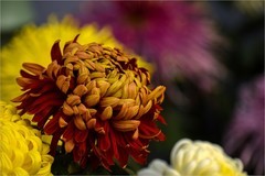 2025年第0755贴-北京公园菊花展（1101）