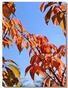 红叶流光（三）