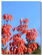 红叶流光（三）