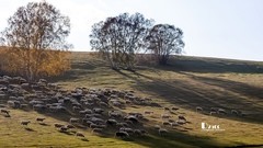 金秋乌兰布统——扣肯脑（5）