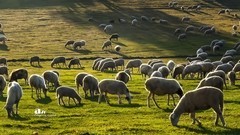 金秋乌兰布统——扣肯脑（5）