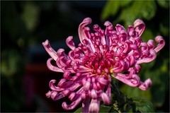 2025年第0753贴-北京公园菊花展（1101）