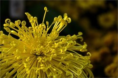 2025年第0753贴-北京公园菊花展（1101）