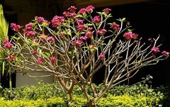 1099【不老松：二游海南纪实】临高长島兰湾：红鸡蛋花！（北方没有的热带木本花卉！）