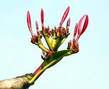 1099【不老松：二游海南纪实】临高长島兰湾：红鸡蛋花！（北方没有的热带木本花卉！）