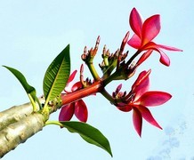 1099【不老松：二游海南纪实】临高长島兰湾：红鸡蛋花！（北方没有的热带木本花卉！）