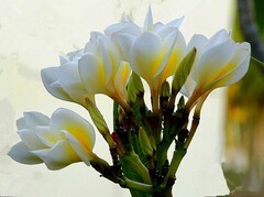 1100【不老松：二游海南纪实】临高长島兰湾：白鸡蛋花！（北方没有的热带木本花卉！）