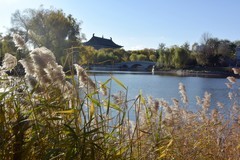 初冬的青年湖（续）